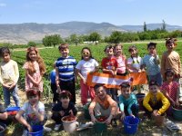 Çilek toplayıp, festivale davet ettiler