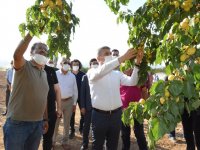 Egeli ihracatçılar kaliteli kuru meyve için çalışıyor