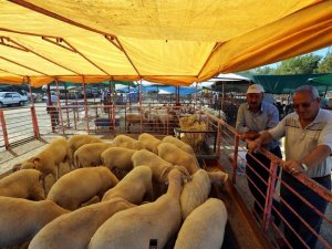 Selçuk İlçesi Kurban Bayramına Hazır