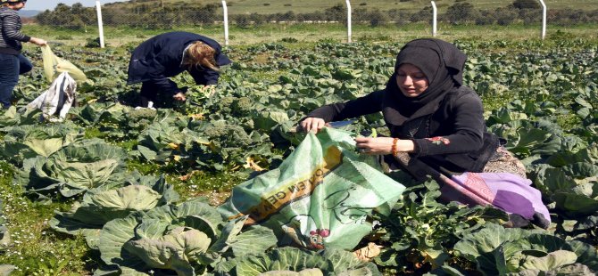 Aliağalı Kadın Çiftçilerden İlk Hasat