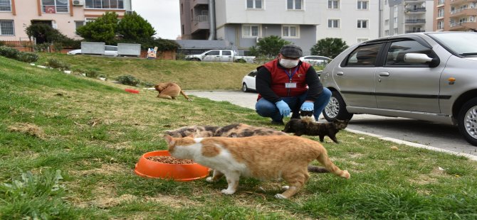 Aliağa Belediyesi Can Dostlarının Yanında Olmaya Devam Ediyor