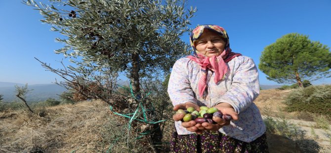 Yabani Zeytin Ağaçları Ekonomiye Kazandırılıyor