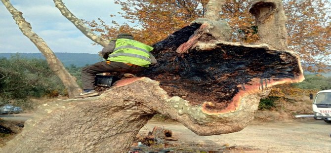 İzmir Büyükşehir Belediyesi’nden Anıt Ağaçlara Gençlik Aşısı