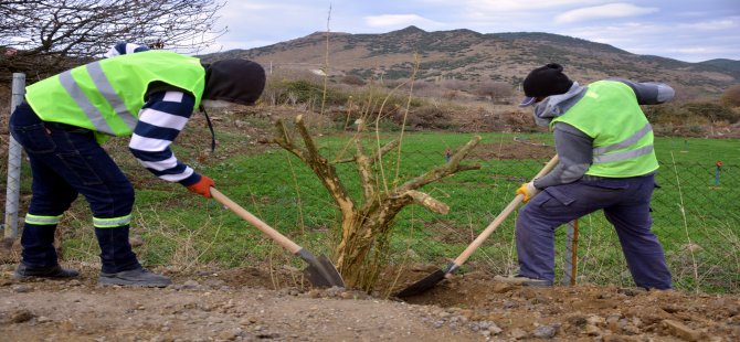 Aliağa Belediyesi’nden Çıtak Mahallesi’ne 600 Nar Ağac