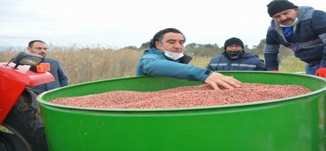 Damızlık Koyun Üretim Merkezi İçin Yem Bitkisi Ekildi