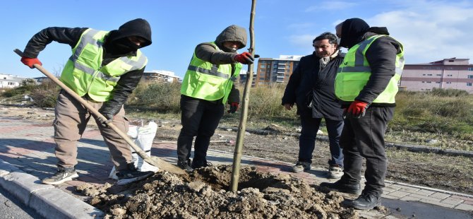 Aliağa’yı Pavlonya Ağaçları Süsleyecek