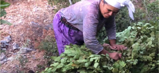 Tarım Güçbirliği Kooperatifi 5 Ton Defne Yaprağı Sattı