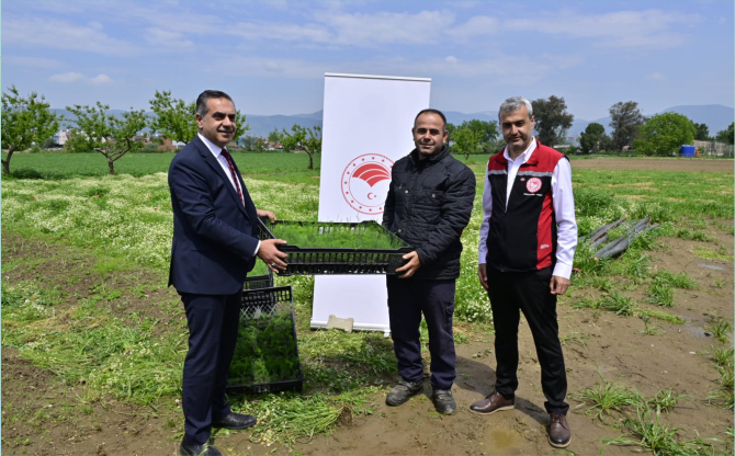 İzmir'de 17 Bin Kuşkonmaz Fidesi Üreticilere Dağıtıldı