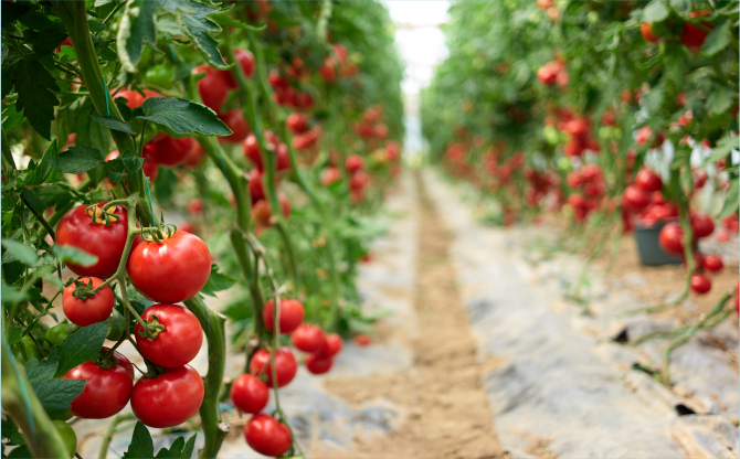Ege Yaş Meyve Sebze İhracatında Sürdürülebilirlik Hamlesi