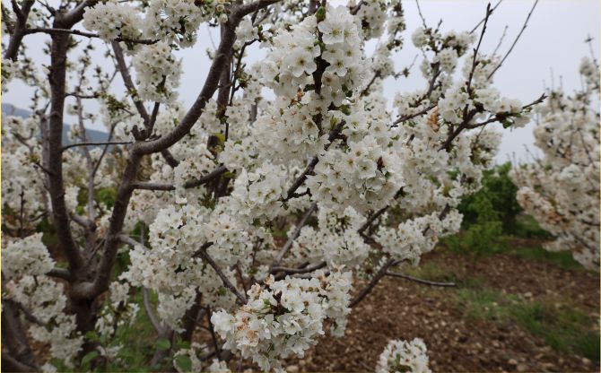 Kiraz hasreti bu sene bitiyor