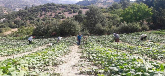 Ekim Ayı Tarım Takvimi