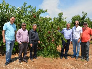 Salihli’de Kiraz Üreticisi Büyük Zararda