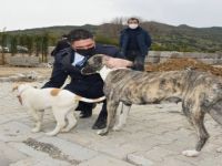 Sevimli Dostlar Aliağa Belediyesi Güvencesinde