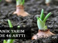 Organik Tarım Yüzde 46 Arttı