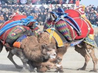 Bergama Deve Güreşleri için geri sayım başladı