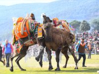 Torbalı’da Deve Güreşi Festivali gerçekleşti