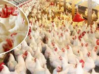 Tavuk Eti Üretimi Mayıs’ta Arttı
