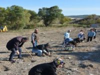 BAUN Botanik Bahçesinde 300 Lavanta Fidanı Toprakla Buluştu