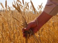 Buğdayda Verim Artışı Şampiyonları Tunceli Ve Manisa