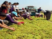 Gençler Manisa'da Bağbozumu Yaptılar